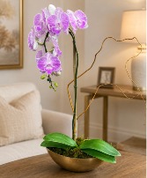 Phalaenopsis Orchid /Purple Lifestyle Arrangement