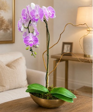 Phalaenopsis Orchid /Purple Lifestyle Arrangement
