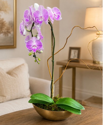 Phalaenopsis Orchid /Purple Lifestyle Arrangement