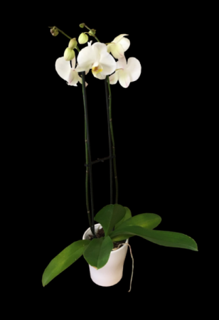 Phalaenopsis Orchids 