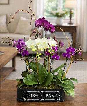 Phalaenopsis Orchids in Bistro de Paris Box House Plant