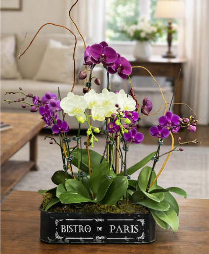 Phalaenopsis Orchids in Bistro de Paris Box House Plant
