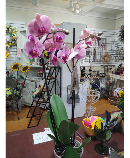 PHALANOPSIS ORCHID PLANT 