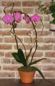Phaleanopsis Orchid Plant Orchid Plants