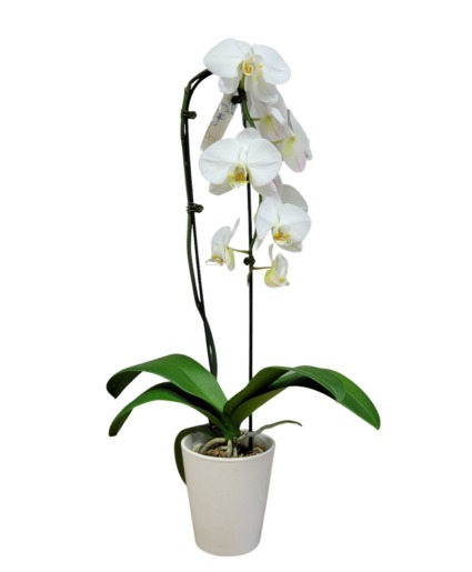 Phalenopsis Orchid, lavender, whites etc. Plant