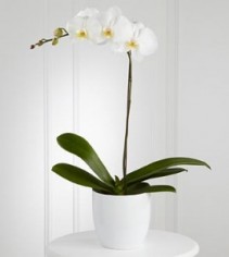 Phalo Orchid Plants