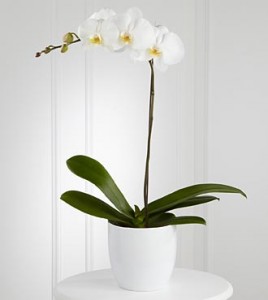 Phalo Orchid Plants