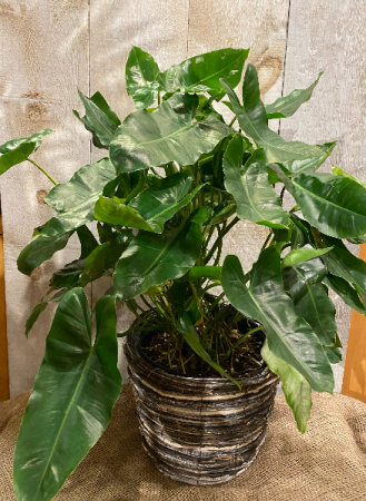 Philo Burle Marx plant 