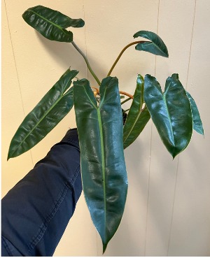 Philodendron Billietiae 