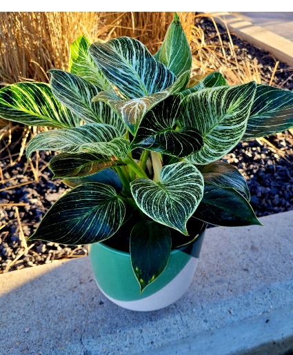Philodendron Birken In Ceramic Pot 