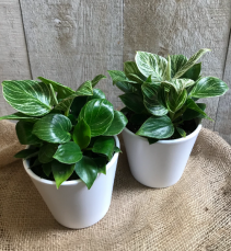 Philodendron Birkin 5" Diameter Plant in Ceramic Pot
