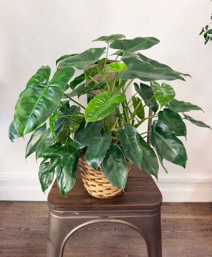 Philodendron burle-marxii 