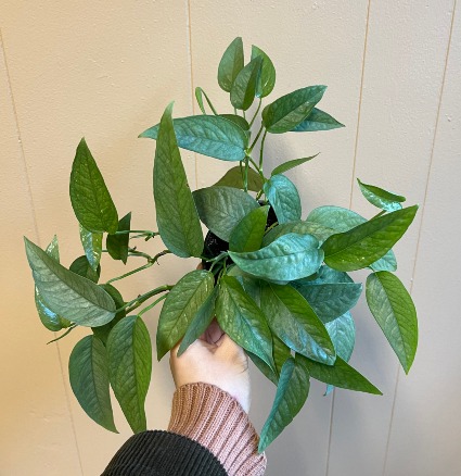 Philodendron Cebu Blue 