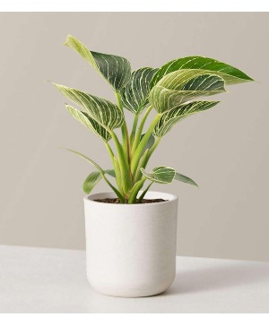 Philodendron  Florist choice 
