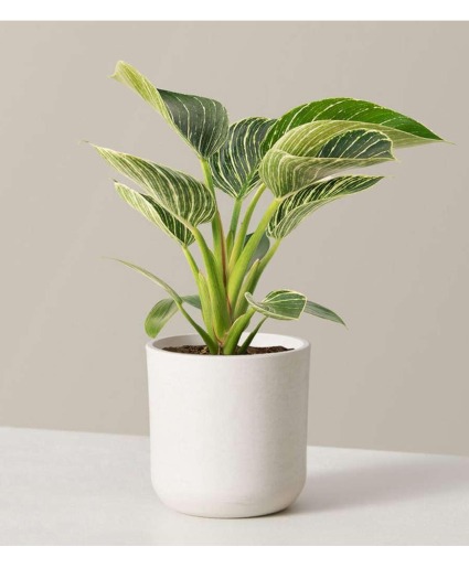Philodendron  Florist choice 