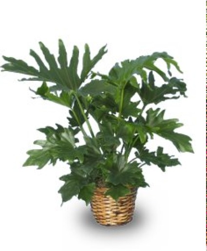 Philodendron GREEN PLANT 