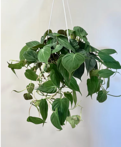 Philodendron hanging 6" plant