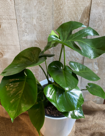 Philodendron Monstera Deliciosa plants 