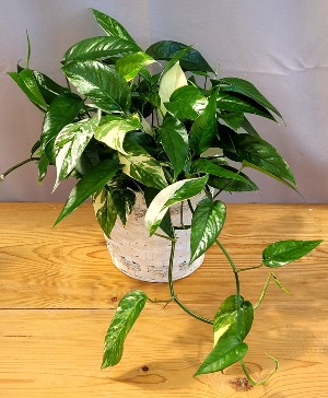Philodendron pinnatum albo House Plant