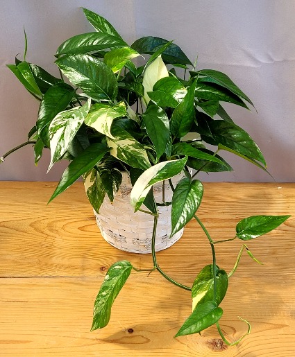 Philodendron pinnatum albo House Plant
