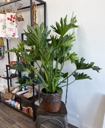 Philodendron Sellom Plant