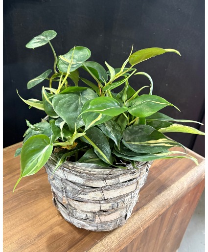 Philodendron "Silver Stripe" 