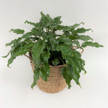 Philodendron Xanadu  Plants
