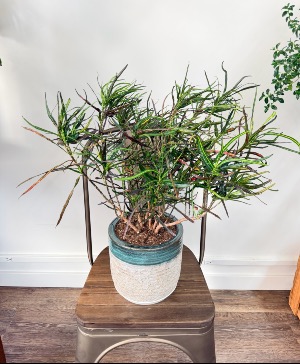 Picasso Paintbrush Croton 