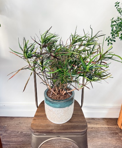 Picasso Paintbrush Croton 