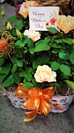 Pick a rose for me 2 mini rose bushes in a double pot with bow and pick