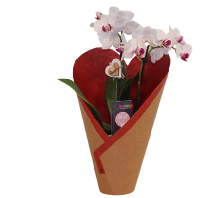 Picola multi stem Orchid 