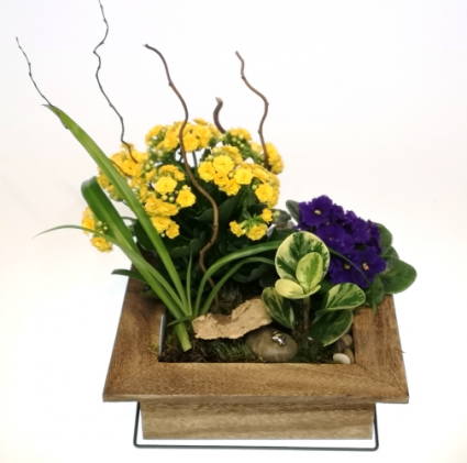 Picture Perfect Deluxe Dish Garden
