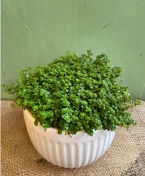 Pilea Depressa 5" potted plant 