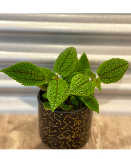 Pilea Moon Valley Plants 
