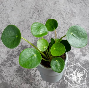 Pilea Peperomiodes Plant