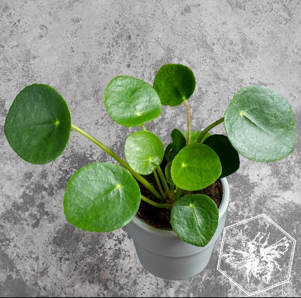 Pilea Peperomiodes Plant