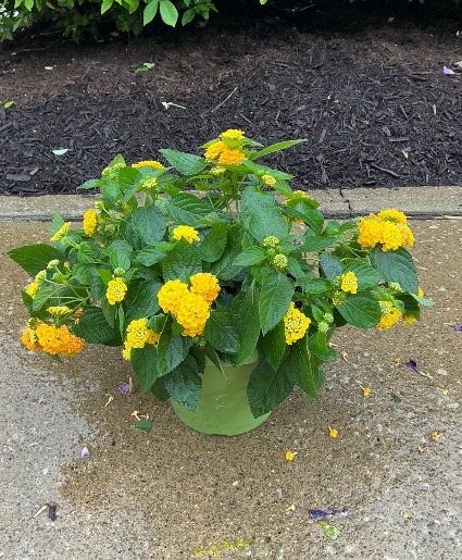 Pineapple Lantana Potted plnt