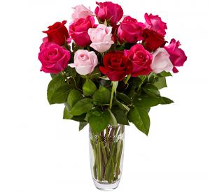 Pink and Red Roses 
