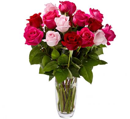 Pink and Red Roses 
