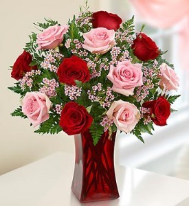Pink and Red Roses 