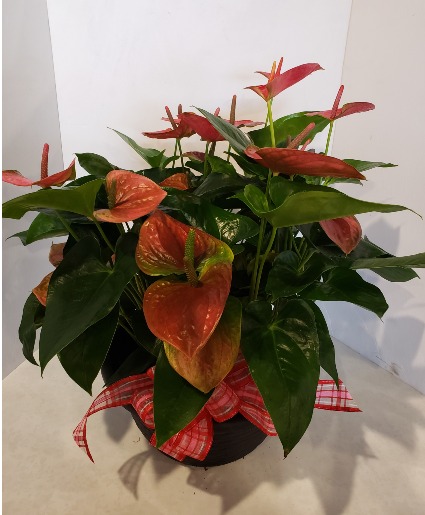 Pink Anthurium Bowl Plants