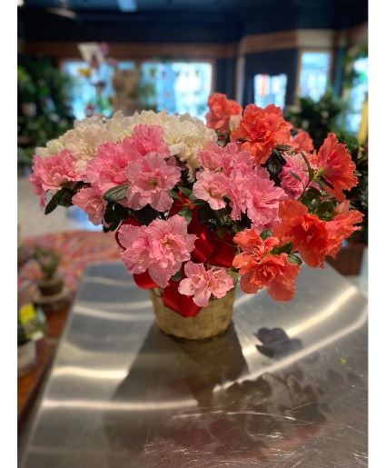 Pink Azalea  Blooming Plant 
