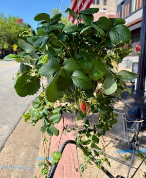 Pink-Bloom Everbearing Strawberry Hanging Basket 
