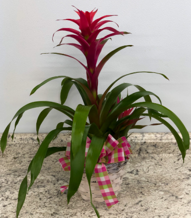 Red Bromeliad in White Wicker Basket Blooming Plant