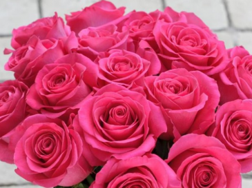 Pink Floyd  Roses in Chatham, NJ | SUNNYWOODS FLORIST