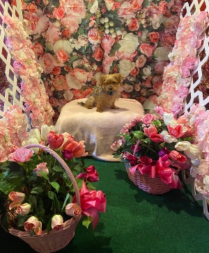 pink garden party  perfect for any garden selfie station theme vignette props pickup only rental