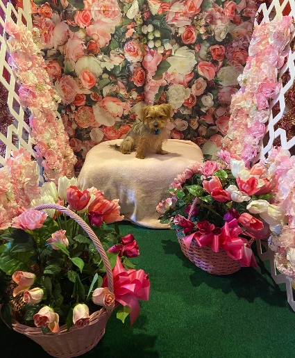 pink garden party  perfect for any garden selfie station theme vignette props pickup only rental
