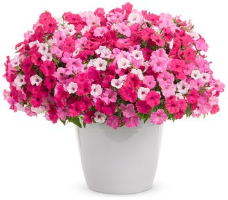 Above and Beyond -- 12" Pot 