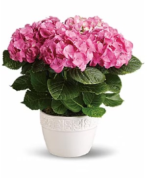 Pink Hydrangea 