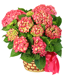 Pink Hydrangea Blooming Plants